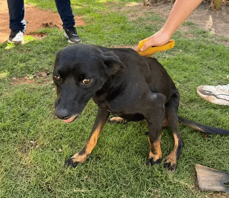 Cão preto sendo cuidado